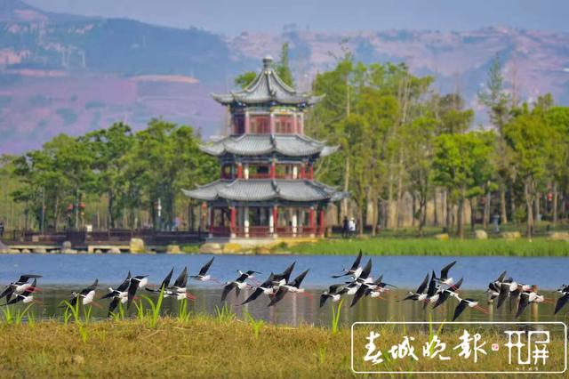 “大长腿”！51只黑翅长脚鹬迁徙中降临保山青华海