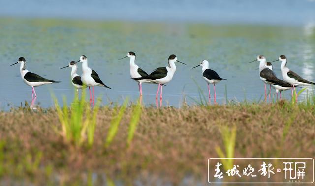 “大长腿”！51只黑翅长脚鹬迁徙中降临保山青华海