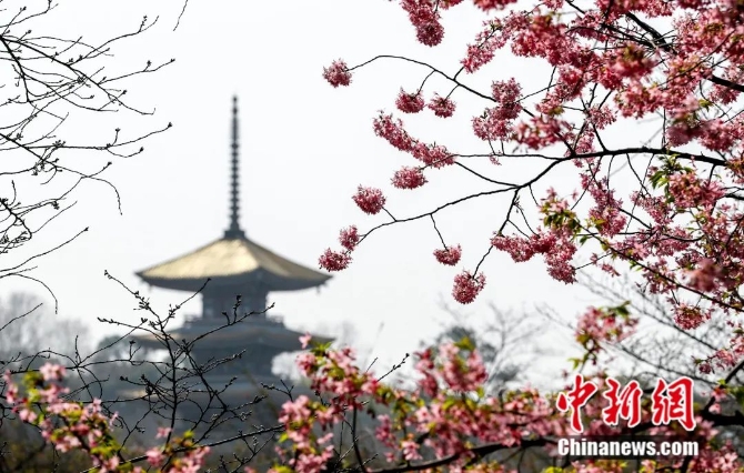 武汉樱花盛开。张畅 摄