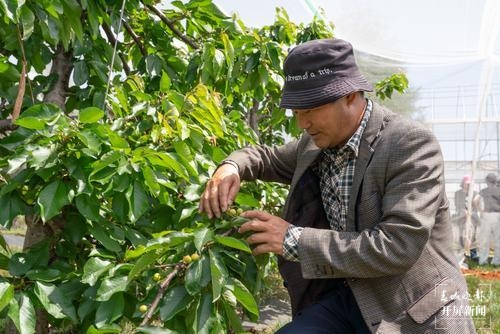 曲靖马龙“早熟”车厘子红透了！五一采摘约起来～（春城晚报-开屏新闻记者 蒋琼波 通讯员 李梅花 摄）