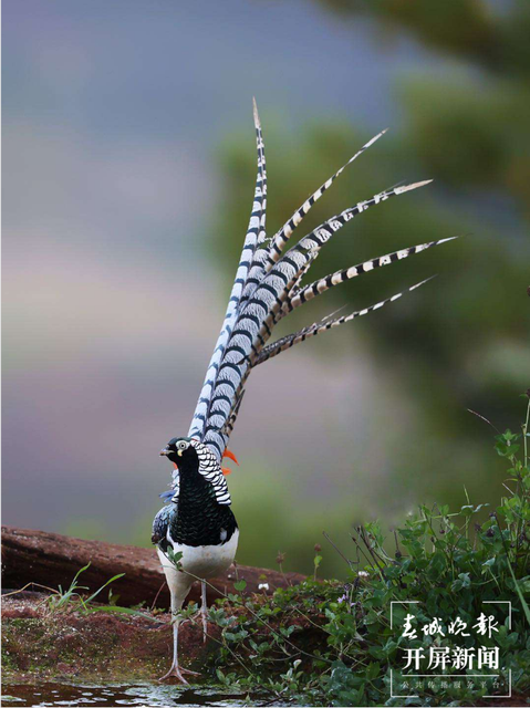 千余只白腹锦鸡栖息！云南会泽黑颈鹤保护区内有个特别的“鸟堂” 春城晚报-开屏新闻记者 蒋琼波 通讯员 刘光信 摄影报道