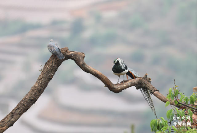 千余只白腹锦鸡栖息！云南会泽黑颈鹤保护区内有个特别的“鸟堂” 春城晚报-开屏新闻记者 蒋琼波 通讯员 刘光信 摄影报道