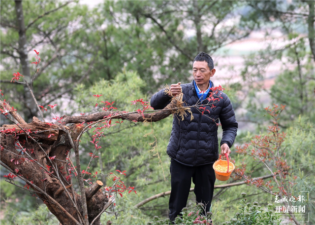 千余只白腹锦鸡栖息！云南会泽黑颈鹤保护区内有个特别的“鸟堂” 春城晚报-开屏新闻记者 蒋琼波 通讯员 刘光信 摄影报道