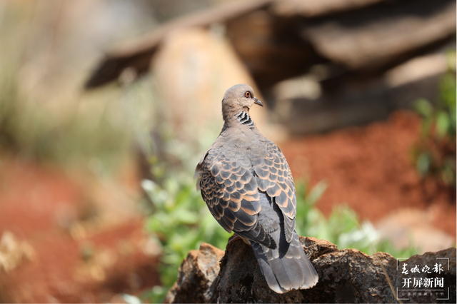 千余只白腹锦鸡栖息！云南会泽黑颈鹤保护区内有个特别的“鸟堂” 春城晚报-开屏新闻记者 蒋琼波 通讯员 刘光信 摄影报道