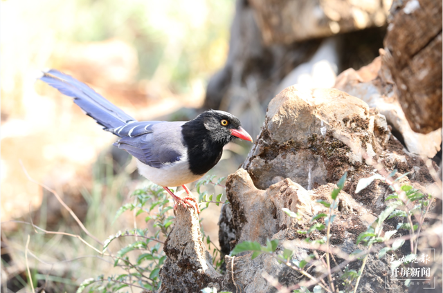 千余只白腹锦鸡栖息！云南会泽黑颈鹤保护区内有个特别的“鸟堂” 春城晚报-开屏新闻记者 蒋琼波 通讯员 刘光信 摄影报道