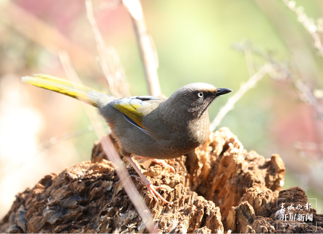 千余只白腹锦鸡栖息！云南会泽黑颈鹤保护区内有个特别的“鸟堂” 春城晚报-开屏新闻记者 蒋琼波 通讯员 刘光信 摄影报道
