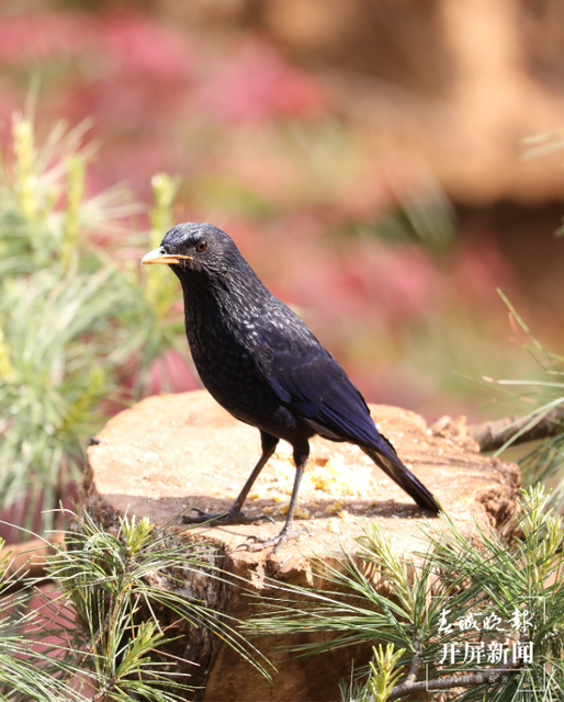 千余只白腹锦鸡栖息！云南会泽黑颈鹤保护区内有个特别的“鸟堂” 春城晚报-开屏新闻记者 蒋琼波 通讯员 刘光信 摄影报道