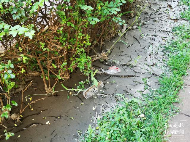 臭味难闻！昆明一小区清理水池淤泥埋在业主楼下 业主直呼：家里都待不下去了，小区环境太差 （春城晚报-开屏新闻记者 马艺宁 摄影报
