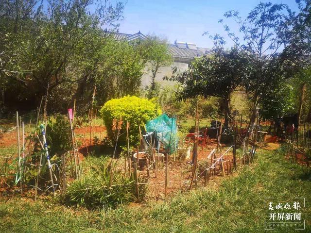 臭味难闻！昆明一小区清理水池淤泥埋在业主楼下 业主直呼：家里都待不下去了，小区环境太差 （春城晚报-开屏新闻记者 马艺宁 摄影报