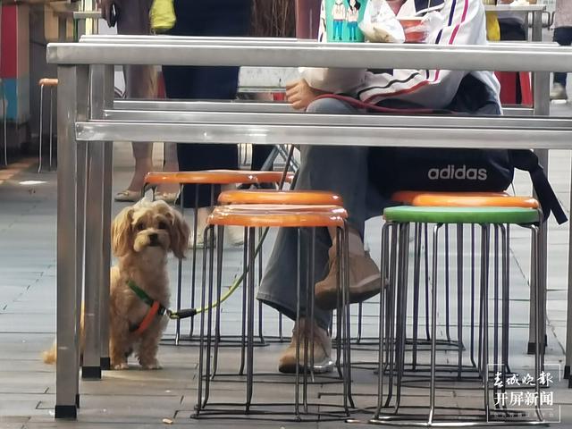 下月起遛狗不佩戴犬牌、系犬绳将涉嫌违法！（来源 春城晚报-开屏新闻记者 马艺宁 费丹艺）