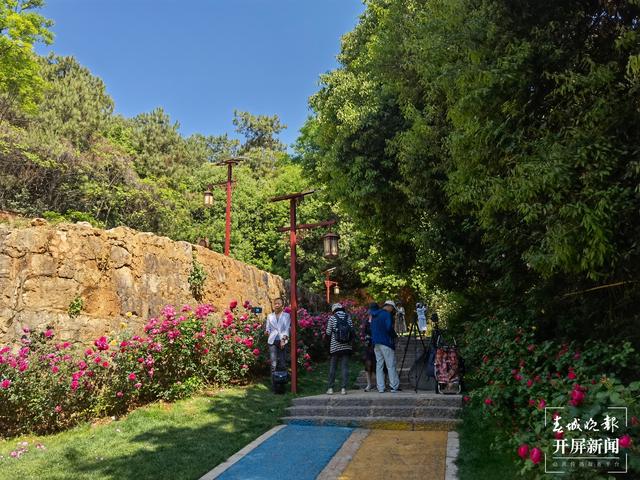 昆明“花千谷”万余株玫瑰扮靓城市(春城晚报-开屏新闻记者 孙琴霞 摄)