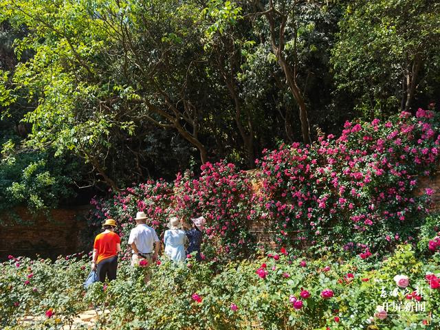 昆明“花千谷”万余株玫瑰扮靓城市(春城晚报-开屏新闻记者 孙琴霞 摄)