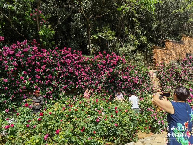 昆明“花千谷”万余株玫瑰扮靓城市(春城晚报-开屏新闻记者 孙琴霞 摄)