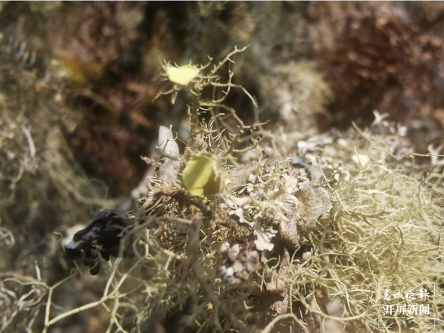 普洱景东发现地衣新物种磺盘松萝 春城晚报-开屏新闻记者 杨质高 通讯员 何友刚 摄影报道