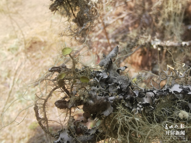 普洱景东发现地衣新物种磺盘松萝 春城晚报-开屏新闻记者 杨质高 通讯员 何友刚 摄影报道