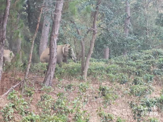 亚洲象到达墨江县北回归线标志园景区 供图