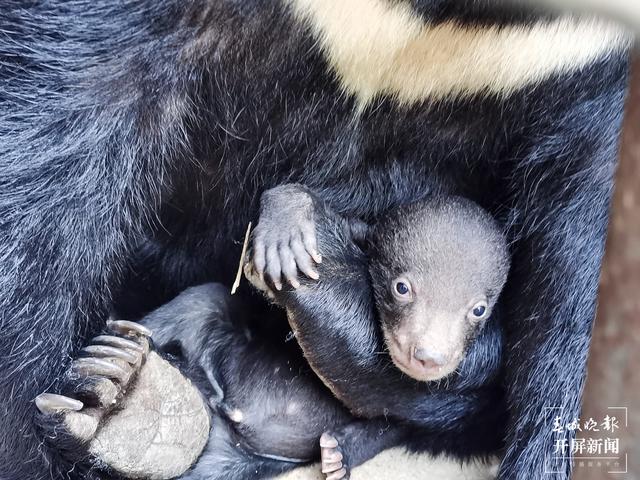 普洱国家公园 左学佳 通讯员 刘倩 摄