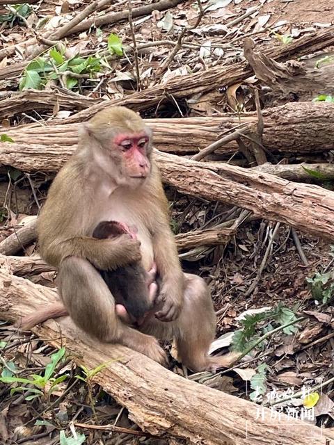 普洱国家公园 左学佳 通讯员 刘倩 摄