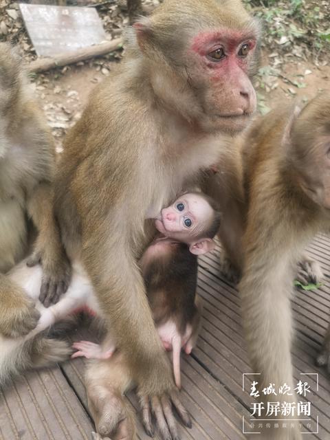 普洱国家公园 左学佳 通讯员 刘倩 摄