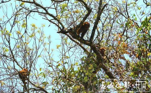 惊艳！全球易危物种“平头哥”北豚尾猴现身龙陵