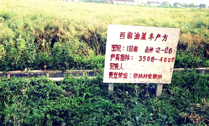 首期启动区原貌（团结村油菜方）沈文进摄于1993年