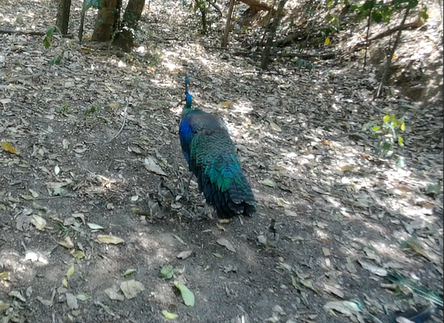 云南监测到绿孔雀小宝宝出巢啦(云南省林业和草原局 供图)