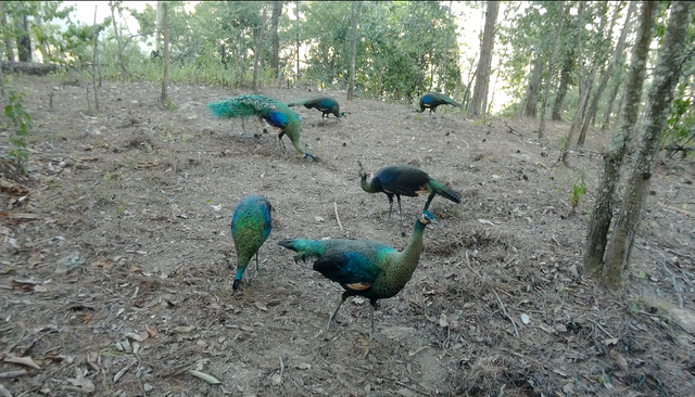 云南监测到绿孔雀小宝宝出巢啦(云南省林业和草原局 供图)