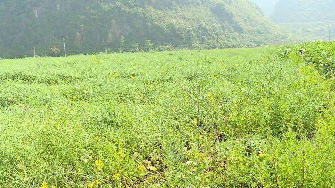 951a65a6d186f9032bc7a29aa6b1cfc3 951a65a6d186f9032bc7a29aa6b1cfc3