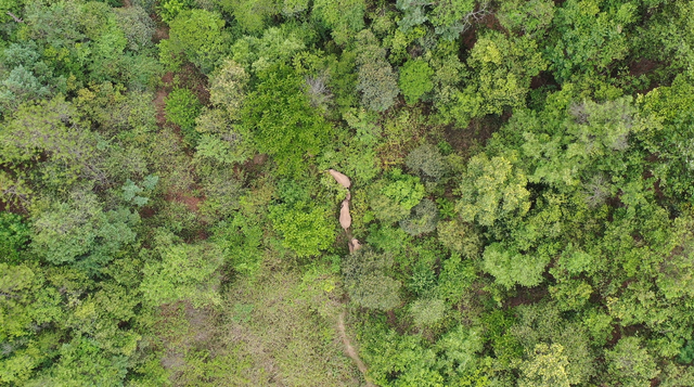 回来了！15头亚洲象来到峨山了！