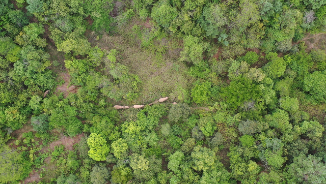 回来了！15头亚洲象来到峨山了！