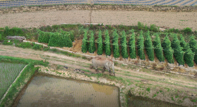 回来了！15头亚洲象来到峨山了！