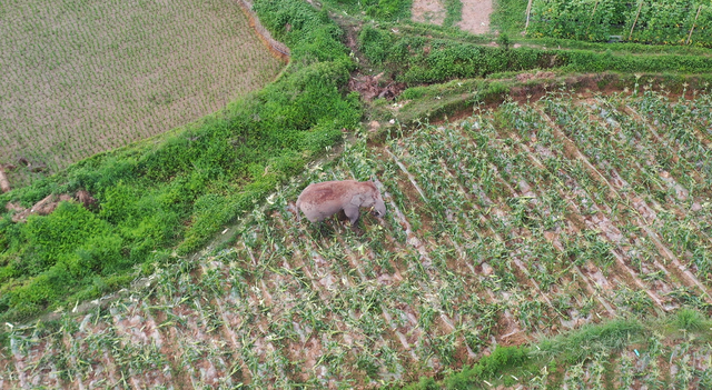 回来了！15头亚洲象来到峨山了！