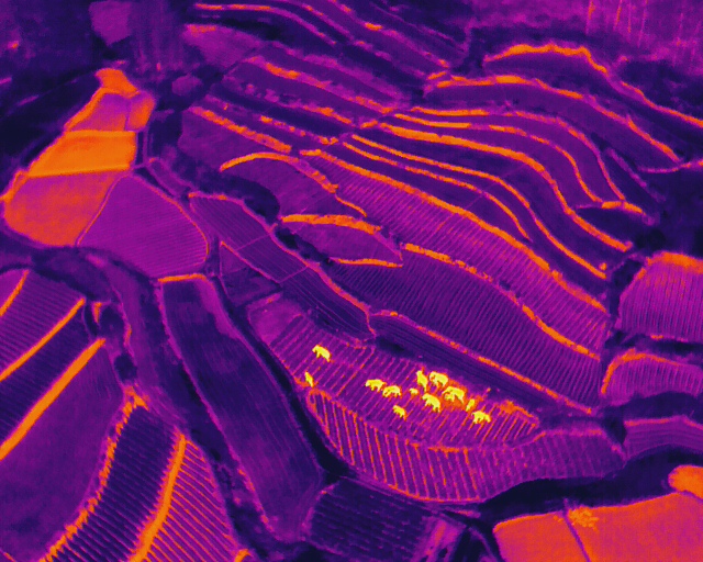 回来了！15头亚洲象来到峨山了！