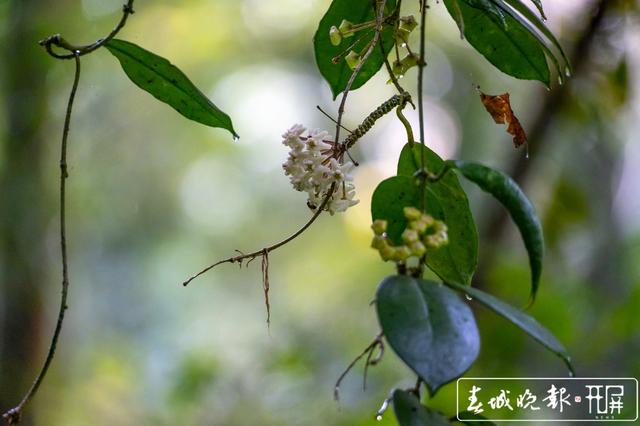 保山龙陵发现新物种被命名为高黎贡球兰