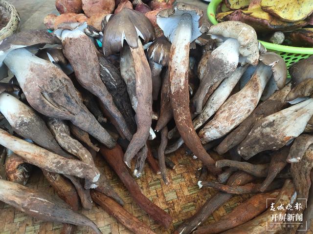 雨季来临,昆明野生菌价格一路走低(春城晚报-开屏新闻记者 孙江荭 摄)