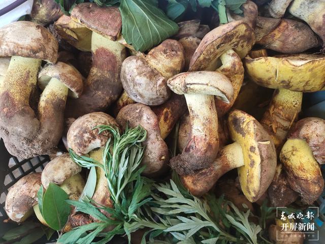 雨季来临,昆明野生菌价格一路走低(春城晚报-开屏新闻记者 孙江荭 摄)