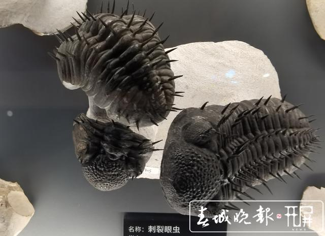 人的祖先在哪里？一条鱼引发的生命共同体思考