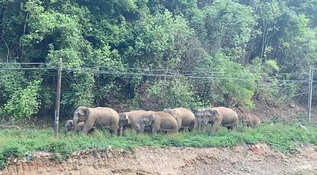 亚洲象（图据云报客户端）