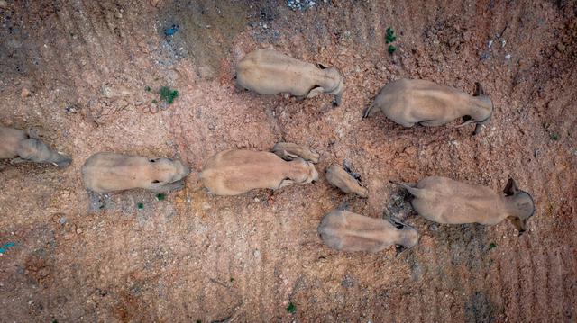 亚洲象（图据云报客户端）