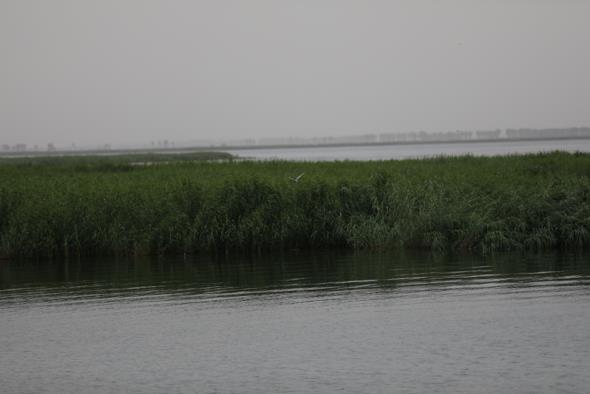 如今的乌梁素海，水质已持续好转。