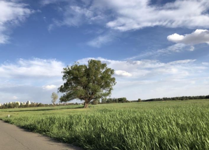 赛汗塔拉城中草原