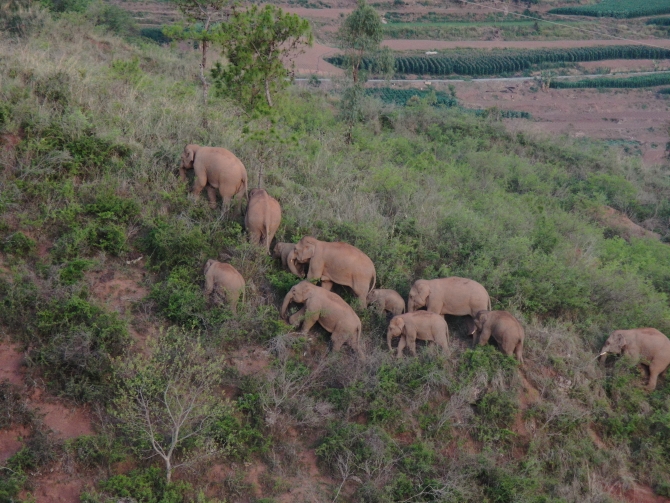 DJI_20210619062937_0008_Z