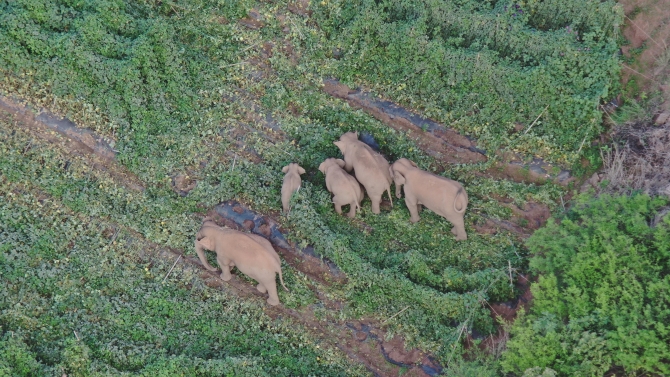 DJI_20210619074457_0033_Z