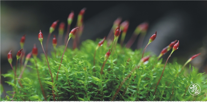 筑牢生态安全屏障 共建生态美丽云南(分离(10604361)-20210629103750.jpg