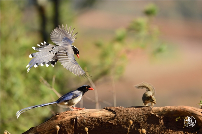 筑牢生态安全屏障 共建生态美丽云南(分离(10604363)-20210629130337.jpg
