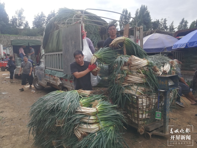昆明大葱降价（春城晚报-开屏新闻记者 夏体雷 摄）
