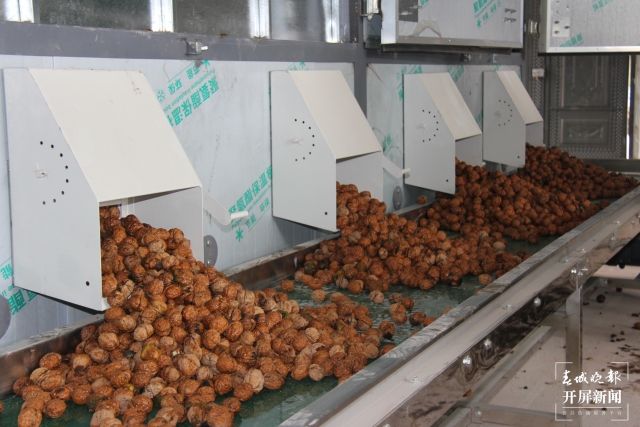 云南建成核桃澳洲坚果加工机械一体化生产线23条 (4).jpg