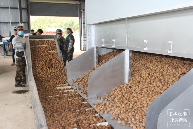 云南建成核桃澳洲坚果加工机械一体化生产线23条 (2).jpg