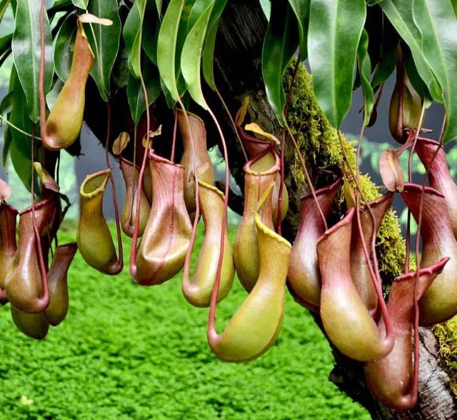 猪笼草（图据普洱文旅资讯公众号）