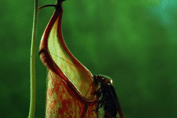 猪笼草（图据普洱文旅资讯公众号）